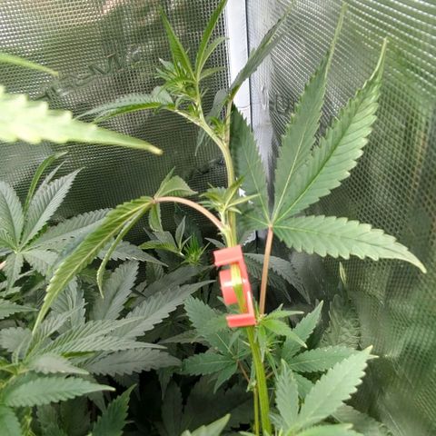 Blueberry Muffin growlog timeline photo