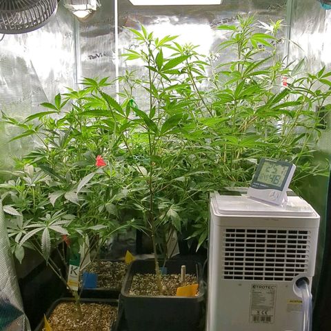 Blueberry Muffin growlog timeline photo