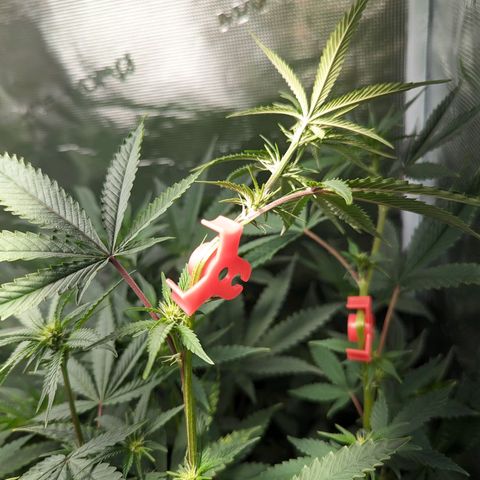 Blueberry Muffin growlog timeline photo