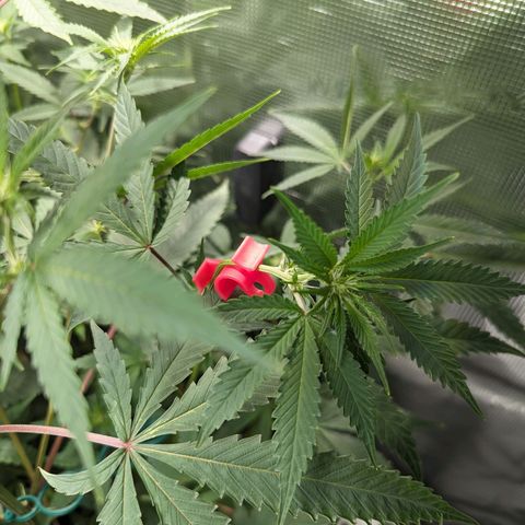 Blueberry Muffin growlog timeline photo