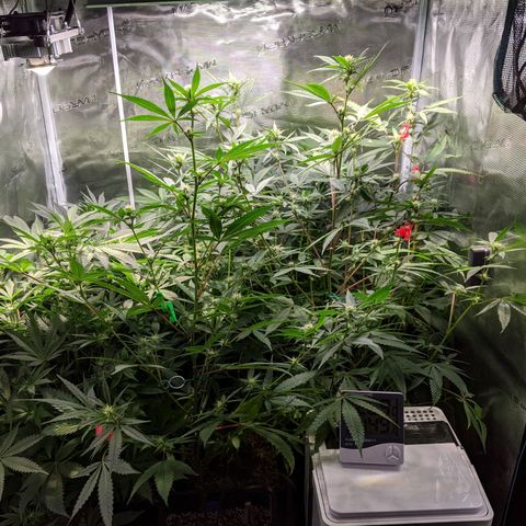 Blueberry Muffin growlog timeline photo