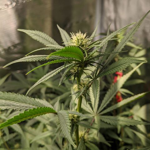 Blueberry Muffin growlog timeline photo
