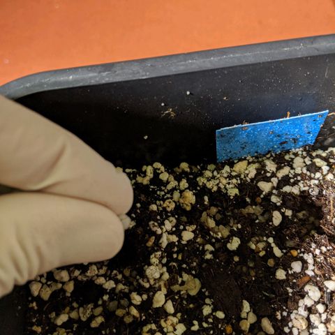 Blueberry Muffin growlog photo: Nematoden-Kapseln ins Substrat eingebracht