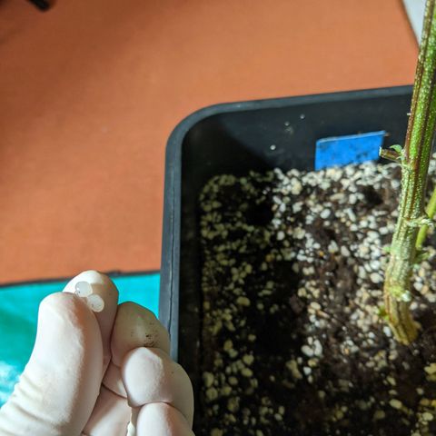 Blueberry Muffin growlog photo: Nematoden-Kapseln ins Substrat eingebracht