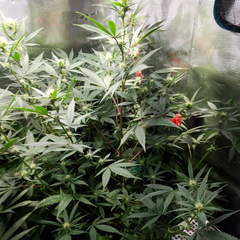 Blueberry Muffin growlog photo: + Blueberry Muffin #1