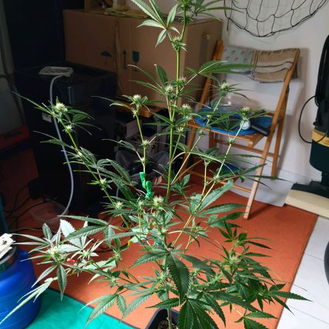 Blueberry Muffin growlog photo: + Blueberry Muffin #1