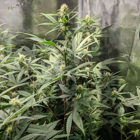 Blueberry Muffin growlog photo: + Blueberry Muffin #1
