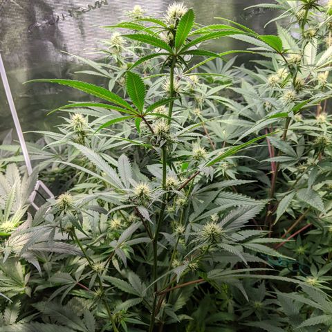 Blueberry Muffin growlog photo: + Blueberry Muffin #1
