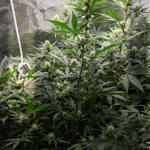 Blueberry Muffin growlog photo: + Blueberry Muffin #1