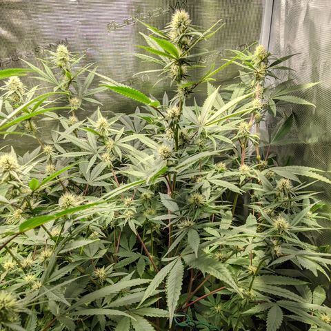 Blueberry Muffin growlog photo: + Blueberry Muffin #1