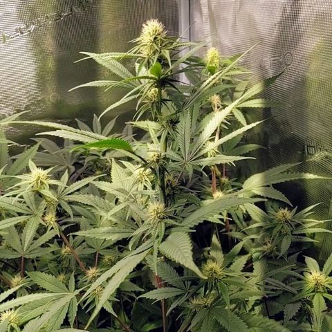 Blueberry Muffin growlog photo: + Blueberry Muffin #1
