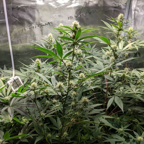 Blueberry Muffin growlog timeline photo