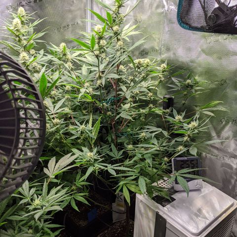 Blueberry Muffin growlog photo: + Blueberry Muffin #1 