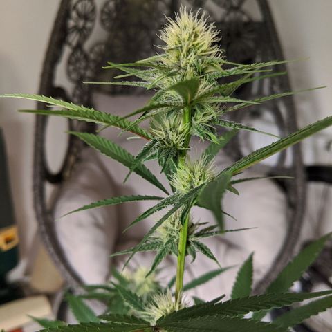 Blueberry Muffin growlog photo: + Blueberry Muffin #1 