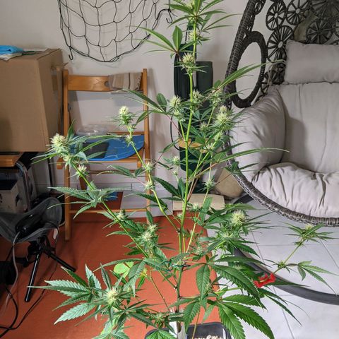 Blueberry Muffin growlog photo: + Blueberry Muffin #1 
