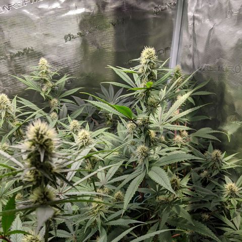 Blueberry Muffin growlog timeline photo