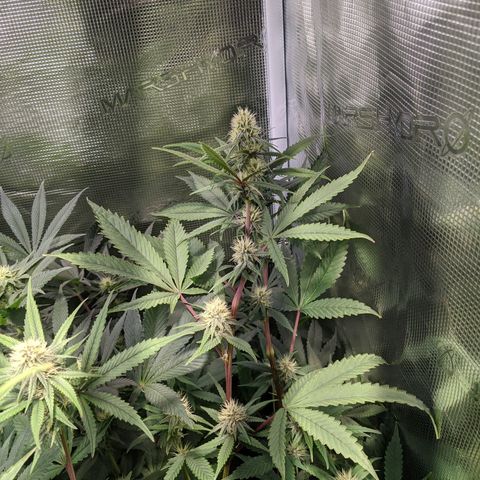 Blueberry Muffin growlog timeline photo