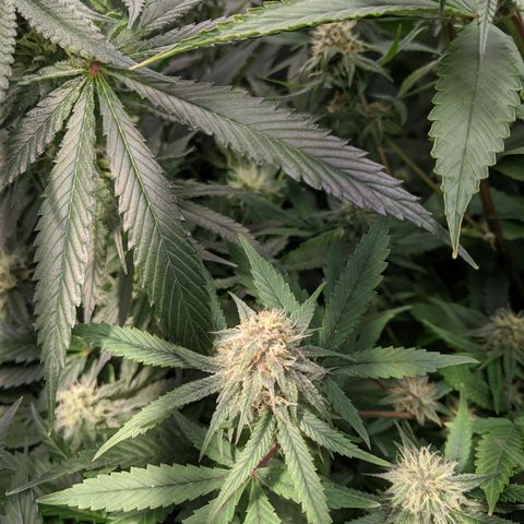 Blueberry Muffin growlog timeline photo