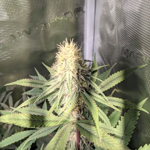 Blueberry Muffin growlog timeline photo