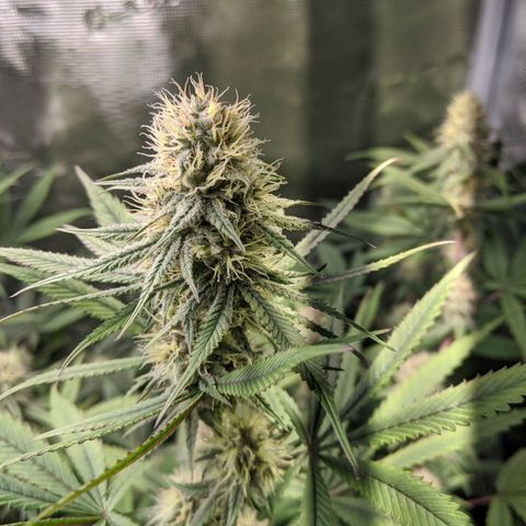 Blueberry Muffin growlog timeline photo