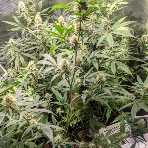 Blueberry Muffin growlog photo: + Blueberry Muffin #1 