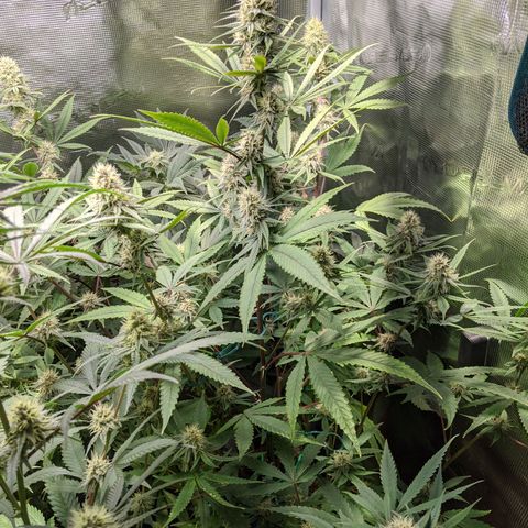 Blueberry Muffin growlog photo: + Blueberry Muffin #1 
