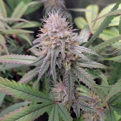 Blueberry Muffin growlog timeline photo