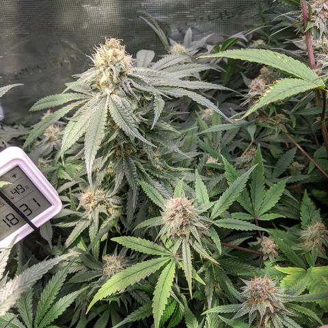 Blueberry Muffin growlog timeline photo
