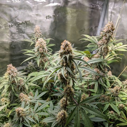 Blueberry Muffin growlog timeline photo