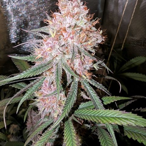 Blueberry Muffin growlog timeline photo