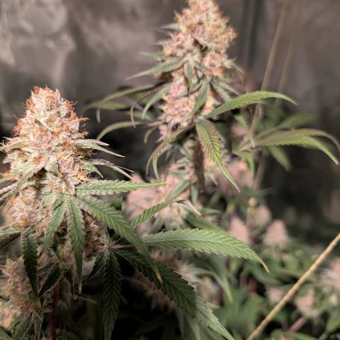 Blueberry Muffin growlog timeline photo