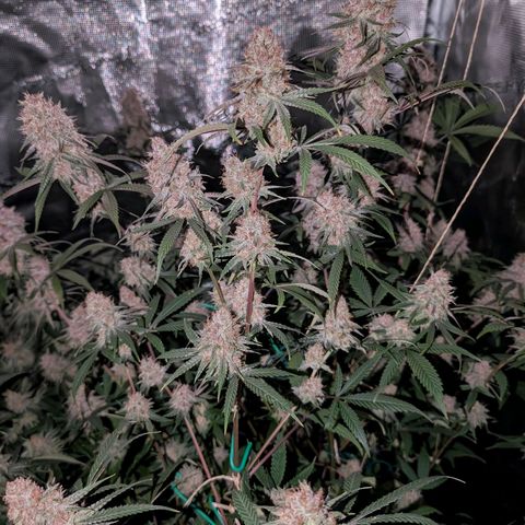 Blueberry Muffin growlog timeline photo