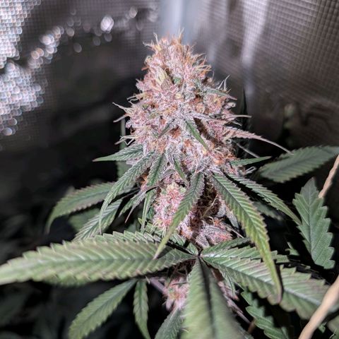 Blueberry Muffin growlog timeline photo