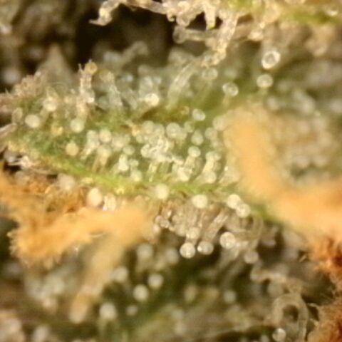 Blueberry Muffin growlog timeline photo