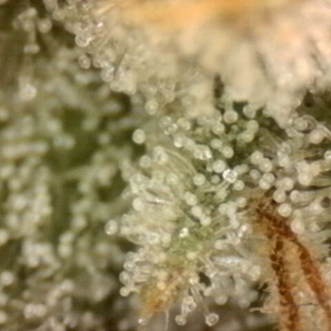 Blueberry Muffin growlog timeline photo