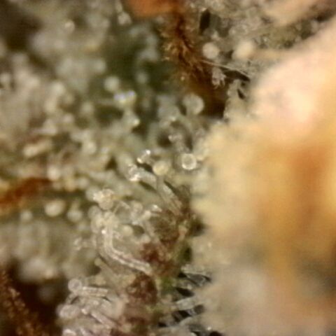 Blueberry Muffin growlog timeline photo