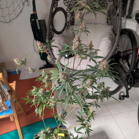 Blueberry Muffin growlog photo: #1