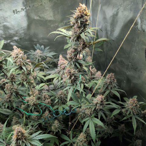 Blueberry Muffin growlog photo: #2