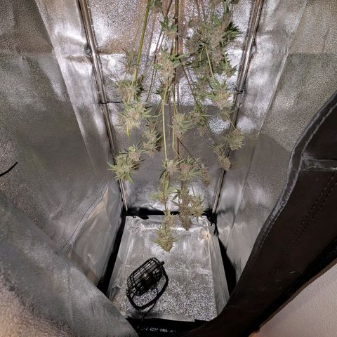 Blueberry Muffin growlog photo: Blueberry Muffin #1 geerntet 