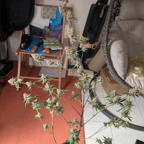 Blueberry Muffin growlog photo: Blueberry Muffin #1 geerntet 