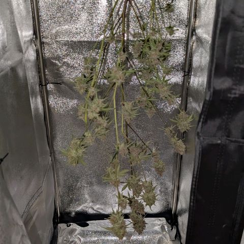 Blueberry Muffin growlog photo: Blueberry Muffin #1 geerntet 