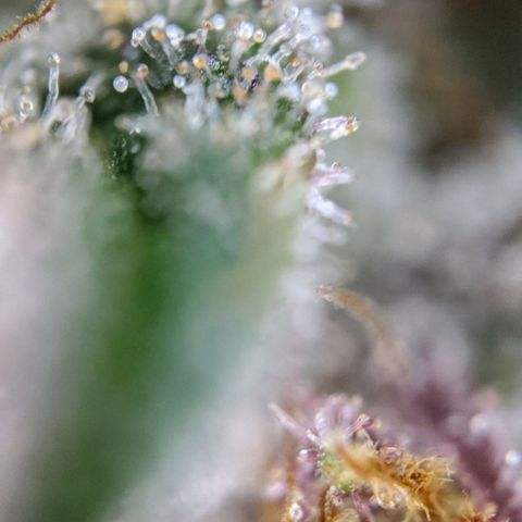 Blueberry Muffin growlog timeline photo