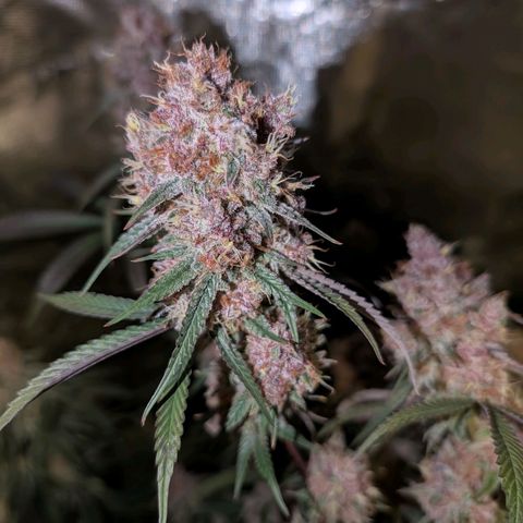 Blueberry Muffin growlog timeline photo