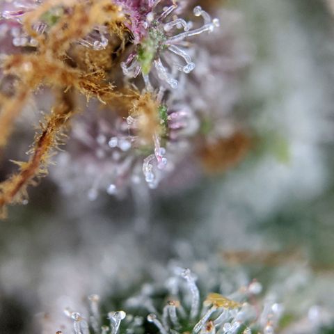 Blueberry Muffin growlog timeline photo