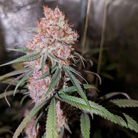 Blueberry Muffin growlog timeline photo
