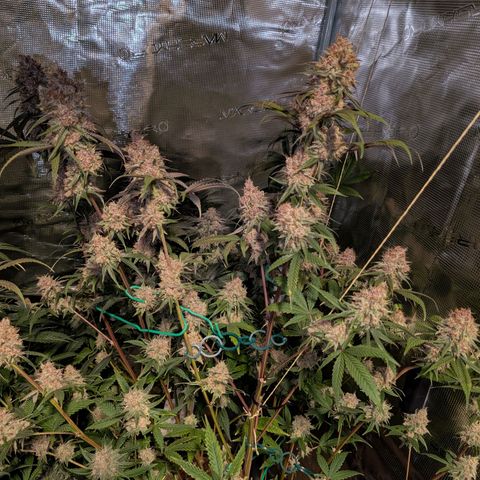 Blueberry Muffin growlog timeline photo