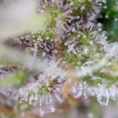 Blueberry Muffin growlog timeline photo