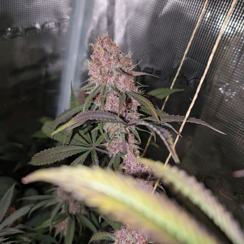 Blueberry Muffin growlog timeline photo