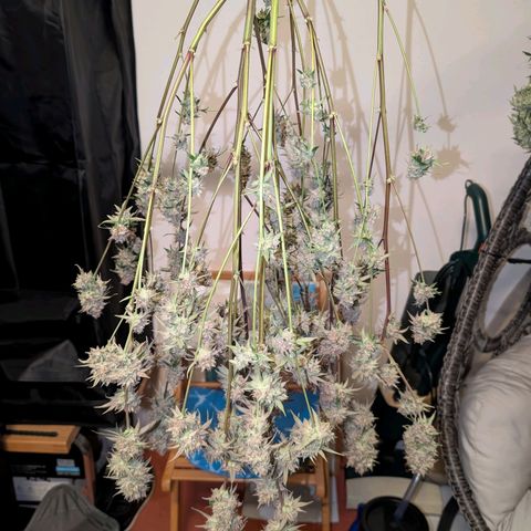 Blueberry Muffin growlog timeline photo