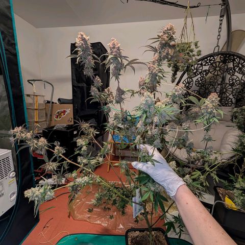 Blueberry Muffin growlog timeline photo